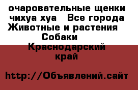 очаровательные щенки чихуа-хуа - Все города Животные и растения » Собаки   . Краснодарский край